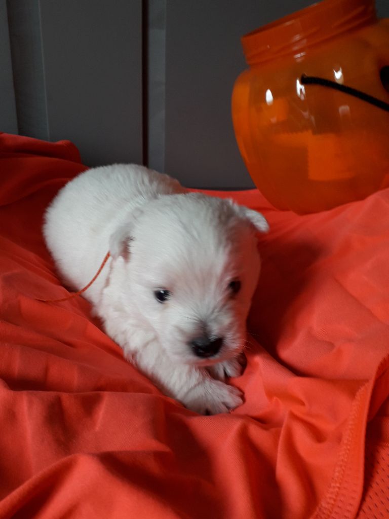 De La Vallee Des Jolis Chênes - Available Puppies - West Highland White Terrier