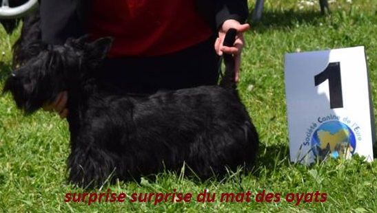 Surprise surprise Du mat des oyats