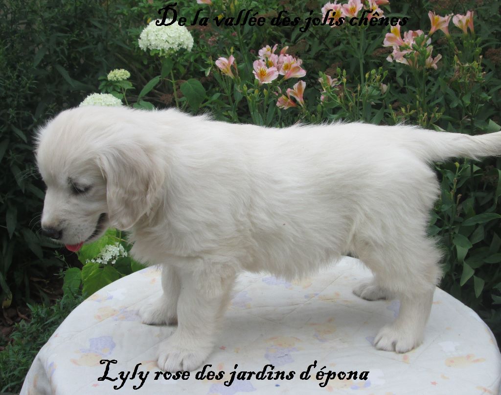 LYLY ROSE